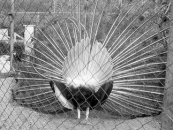 Zoo-02 - Ein stolzer Pfau
