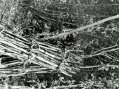 Lohe-Abb-5