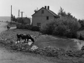 2 Scheurener Dorfweiher, Foto Naumann