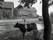 2a Scheurener Dorfweiher, Foto Naumann