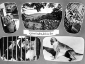 Zoo-01 - Ansichtskarte