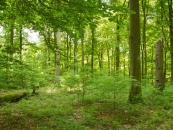 Buchennaturwald