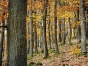 Eichenwald Herbst