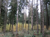 Borkenkäfer befallener Fichtenwald